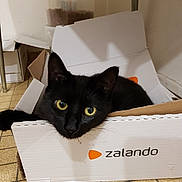Frimousse a rejoint le concours — aidez-le/la à gagner de superbes lots ! animal, black_cat, box, cardboard_box, cat, container, cozy, curious, ears, floor, fur, home, indoor, looking, pet, relaxed, tile_floor, whiskers, yellow_eyes, zalando