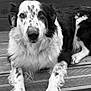 Niska participe au concours pour gagner de l'argent avec cette photo : dog, canine, pet, animal, fur, black_and_white, wooden_steps, snorkel, goggles, outdoor, relaxing, laying_down, portrait, closeup, spotted, paws, curious, watchful, companion, calm