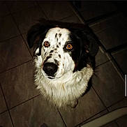 Niska a rejoint le concours — aidez-le/la à gagner de superbes lots ! dog, pet, animal, indoor, floor, tile, fur, white, black, brown_eyes, looking_up, close_up, portrait, curious, fluffy, companion, cute, domestic, mammal, friendly