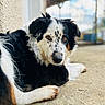 Niska participe au concours pour gagner de l'argent avec cette photo : dog, animal, pet, outdoor, lying_down, black_and_white, close_up, focus, concrete, fur, ears, face, eyes, nostrils, paws, texture, wall, sky, background_blur, nature