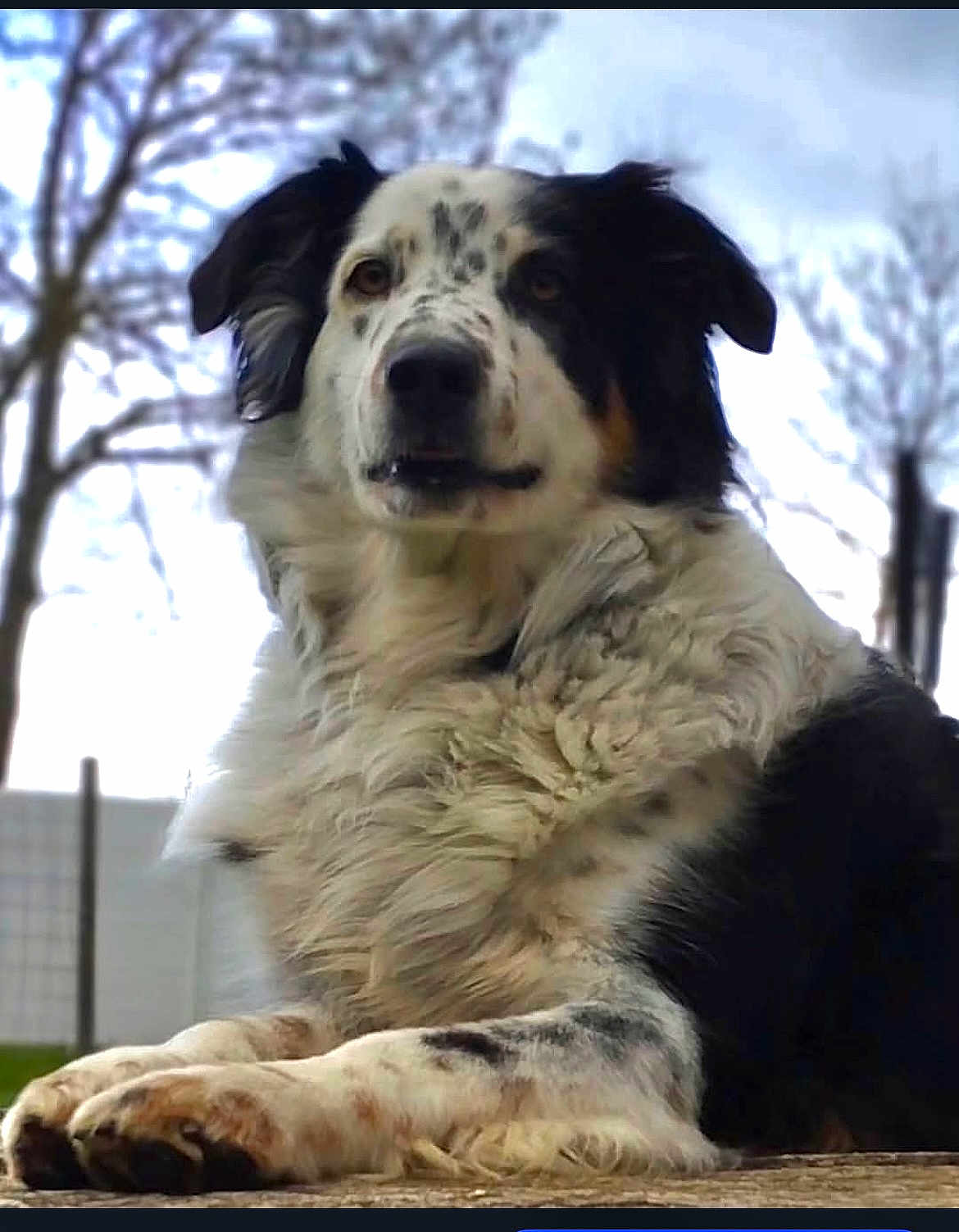 Niska a rejoint le concours — aidez-le/la à gagner de superbes lots ! dog, animal, outdoor, fluffy, lying_down, black_and_white, fence, tree, nature, pet, mammal, canine, fur, portrait, resting, closeup, calm, watching, ears, snout
