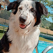 Niska participe au concours pour gagner de l'argent avec cette photo : dog, outdoor, summer, pool, pet, happy, fluffy, canine, sunny, nature, animal, portrait, wooden_deck, black_and_white, brown_spots, grass, tree, sky, fence, metal_rail