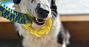 Niska a rejoint le concours — aidez-le/la à gagner de superbes lots ! dog, toy, rope, yellow, black_and_white, playful, outdoor, deck, sunlight, pet, animal, close_up, happy, chewing, wooden_floor, ears, fur, eyes, nose, mouth