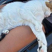 Tichu participe au concours pour gagner de l'argent avec cette photo : cat, sleeping, relaxed, white_fur, brown_fur, paw, person, thigh, chair, outdoor, resting, animal, pet, feline, fur, closeup, comfort, human, skin, casual