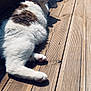 Tichu a rejoint le concours — aidez-le/la à gagner de superbes lots ! cat, feline, pet, animal, fur, white, brown, relaxed, sunlight, wooden_deck, outdoor, texture, shadow, paw, whiskers, resting, nature, daylight, closeup, quiet