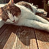 animal, calm, cat, closeup, daylight, fur, leisure, nature, outdoor, peaceful, pet, relaxing, resting, shadow, sleeping, sunlight, tabby, whiskers, white_fur, wooden_deck