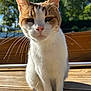 cat, animal, pet, outdoor, sunlight, whiskers, wooden_deck, fur, close_up, nature, daylight, calm, sitting, ears, nose, eyes, face, background_blur, blue_sky, greenery