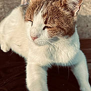 Tichu a rejoint le concours — aidez-le/la à gagner de superbes lots ! animal, brown, calm, cat, closeup, cute, domestic, feline, fur, mammal, outdoor, paw, pet, relaxed, resting, sleepy, striped, sunlight, whiskers, white