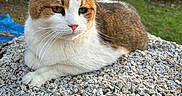Tichu participe au concours pour gagner de l'argent avec cette photo : animal, brown, calm, cat, closeup, daylight, ears, fur, greenery, mammal, nature, outdoor, pet, portrait, relaxing, resting, stones, whiskers, white, wildlife