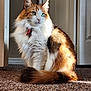cat, fluffy, green_eyes, sitting, carpet, indoor, sunlight, fur, pet, domestic_animal, calm, relaxed, close_up, feline, whiskers, tail, door, home, collar, window_light