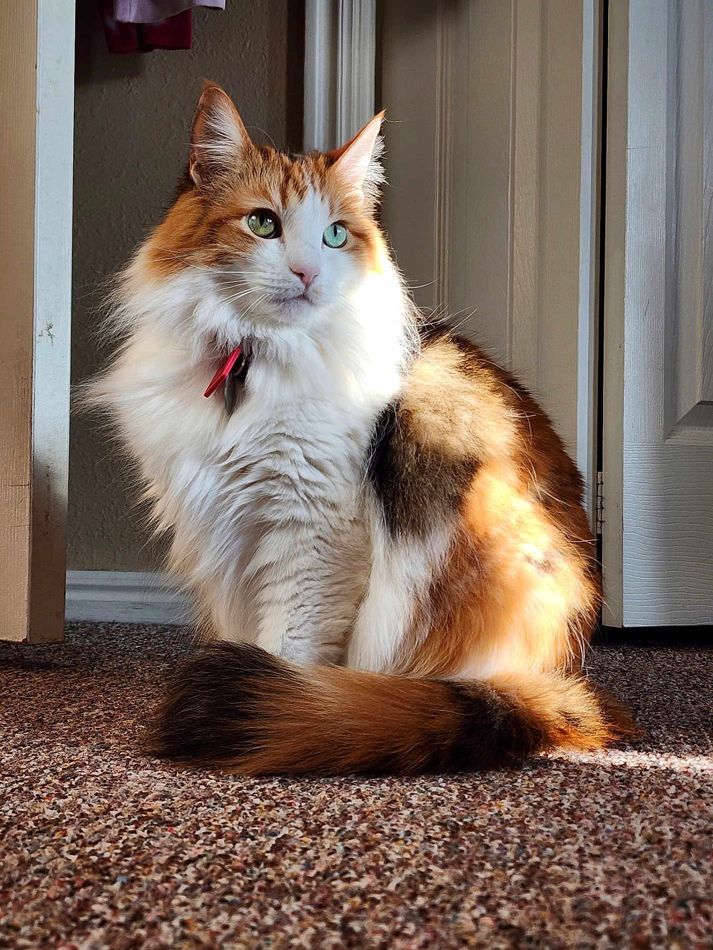 Hazel joined the competition — help win amazing prizes! cat, fluffy, green_eyes, sitting, carpet, indoor, sunlight, fur, pet, domestic_animal, calm, relaxed, close_up, feline, whiskers, tail, door, home, collar, window_light