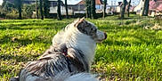 Ulis participe au concours pour gagner de l'argent avec cette photo : dog, outdoor, grass, trees, sunlight, sky, nature, pet, canine, fur, tail, house, daytime, field, park, animal, leaves, calm, blue_sky, landscape