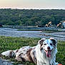 dog, grass, ball, outdoor, happy, tongue_out, mottled_coat, nature, trees, sky, construction, equipment, landscape, animal, pet, playful, resting, daylight, smiling, canine