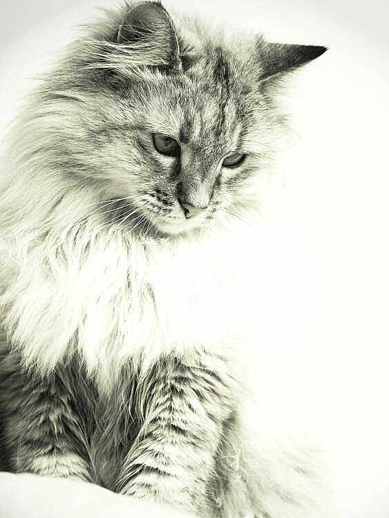 Nala