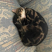 Milo is registered to the contest to win money with this photo: cat, tabby, sleeping, curled_up, couch, upholstery, patterned, indoor, pet, feline, cozy, resting, fur, whiskers, animal, domestic, relaxing, cute, companion, home