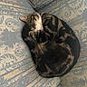 cat, tabby, sleeping, curled_up, couch, upholstery, patterned, indoor, pet, feline, cozy, resting, fur, whiskers, animal, domestic, relaxing, cute, companion, home