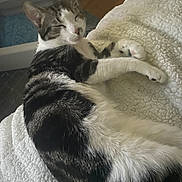 Oreo joined the competition — help win amazing prizes! cat, sleeping, resting, indoor, blanket, white, tabby, fur, paw, relaxed, cozy, pet, domestic, feline, home, floor, carpet, animal, cute, comfortable