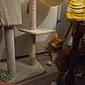 animal, cat, cat_tree, chair, curious, feline, floor, furniture, home, indoors, mop, orange_cat, pet, room, scratching_post, standing, tail, toy, whiskers, yellow_stripes