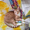 animal, cat, chair, colorful_scarf, fabric, feline, ginger_cat, home, indoor, lounging, orange_cat, pet, portrait, relaxed, shelf, shoes, sitting, white_chest, wooden_floor, yellow_chair