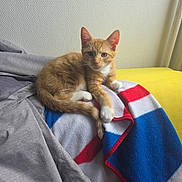 Garfield a rejoint le concours — aidez-le/la à gagner de superbes lots ! cat, kitten, orange_tabby, blanket, red, white, blue, yellow, cushion, indoor, resting, paw, fur, curious, texture, fabric, wall, cozy, pet, animal