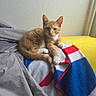 cat, kitten, orange_tabby, blanket, red, white, blue, yellow, cushion, indoor, resting, paw, fur, curious, texture, fabric, wall, cozy, pet, animal