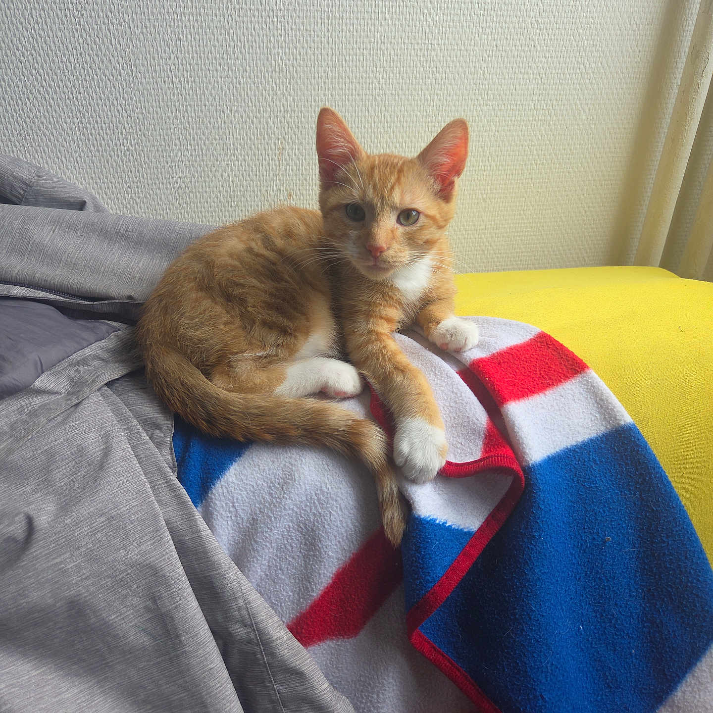 Garfield