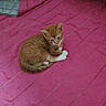 Garfield participe au concours pour gagner de l'argent avec cette photo : kitten, cat, orange_cat, white_paws, pet, cute, curled_up, bed, blanket, pink, quilt, indoor, feline, small_animal, young_cat, fur, resting, cozy, domestic_animal, animal