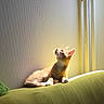 cat, kitten, ginger_cat, indoor, couch, sunlight, window_light, wall, curious, pet, feline, resting, domestic_animal, cozy, yellow_light, relaxing, animal, home, whiskers, ears