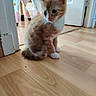 Garfield a rejoint le concours — aidez-le/la à gagner de superbes lots ! kitten, cat, indoor, wooden_floor, curious, young_animal, pet, orange_tabby, white_paws, white_chest, small_chair, flooring, door, domestic, animal, cute, feline, young, sitting, looking_away