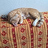 animal, cat, couch, cozy, curled_up, indoors, living_room, mouse_toy, nap, orange_tabby, patterned_fabric, pet, relaxed, sleeping, sofa, striped_fur, stuffed_toy, tail, upholstery, white_paws
