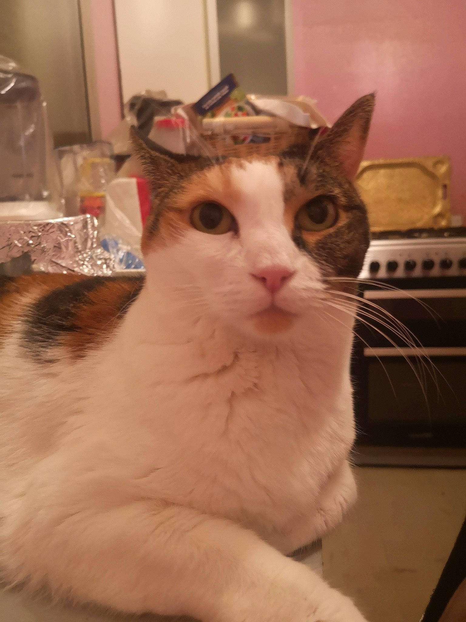 Noisettes participe au concours pour gagner de l'argent avec cette photo : carnivore, cat, comfort, domestic_short_haired_cat, ear, felidae, fur, paper_product, pet_supply, small_to_medium_sized_cats, snout, tableware, tail, whiskers