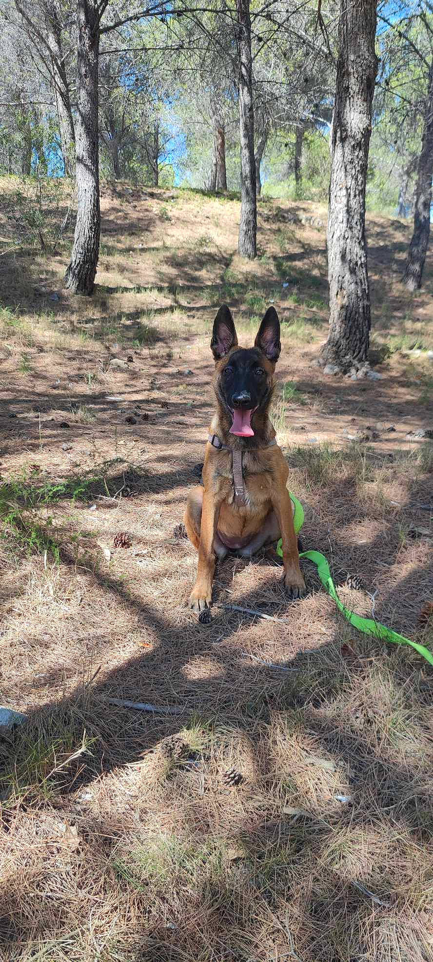 électra Et Noisettes