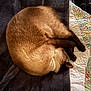 cat, siamese_cat, curled_up, sleeping, pet, fur, collar, blanket, quilt, bed, resting, indoor, cozy, animal, mammal, whiskers, paw, cute, feline, relaxing