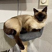 Jinx joined the competition — help win amazing prizes! cat, siamese_cat, pet, animal, feline, indoor, resting, perch, gray, fur, paw, whiskers, lamp, wall, texture, relaxed, cute, home, domestic, cozy