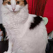 Savana participe au concours pour gagner de l'argent avec cette photo : alert, animal, black_patches, calico_cat, cat, decorative_sticks, fluffy, furniture, green_eyes, home_interior, indoors, longhaired, orange_patches, pet, portrait, red_background, sitting, upright_posture, whiskers, white_fur