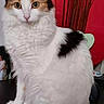 alert, animal, black_patches, calico_cat, cat, decorative_sticks, fluffy, furniture, green_eyes, home_interior, indoors, longhaired, orange_patches, pet, portrait, red_background, sitting, upright_posture, whiskers, white_fur