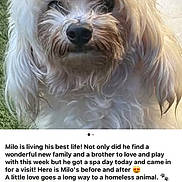 Milo is registered to the contest to win money with this photo: dog, white_fur, curly_fur, pet, animal, outdoor, grass, close_up, face, portrait, social_media_post, text_overlay, comment_section, profile_picture, like_button, share_button, happy, cute, fluffy, animal_rescue