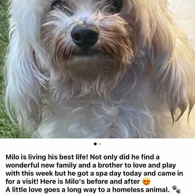 Milo