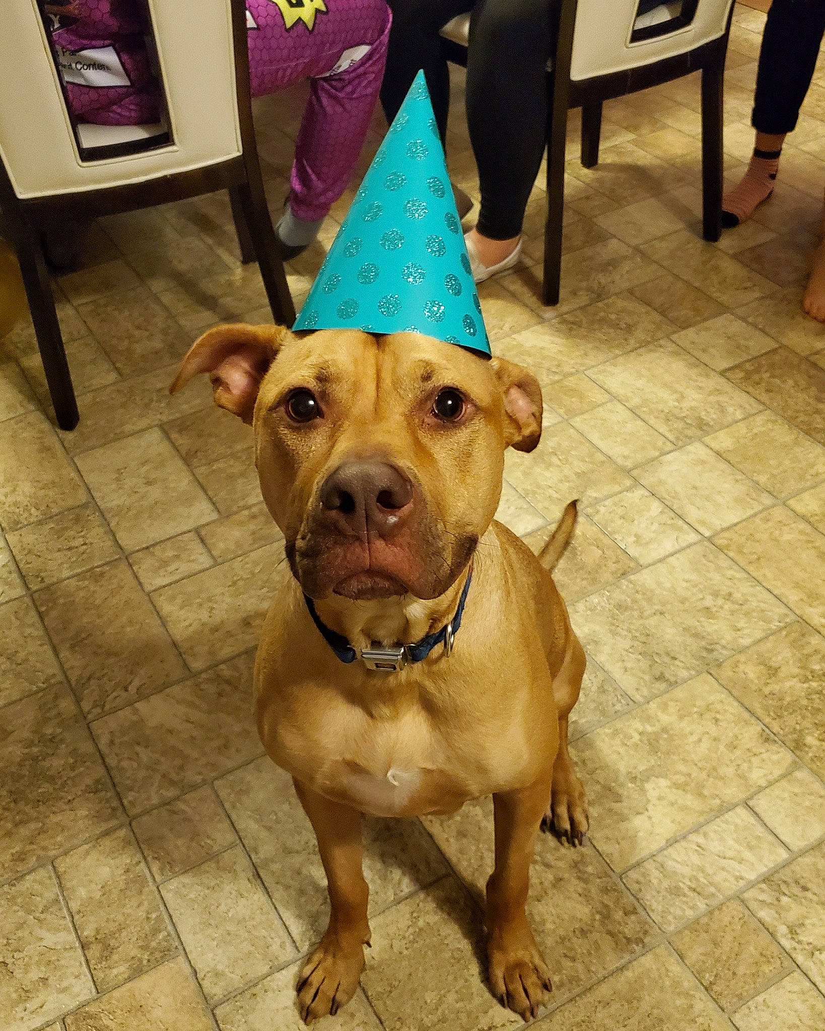 Leonard joined the competition — help win amazing prizes! canidae, carnivore, companion_dog, cone, costume_hat, dog, dog_breed, dog_supply, fashion_accessory, fawn, flooring, hat, party_hat, party_supply, snout, sporting_group, sun_hat, whiskers, wood, working_animal