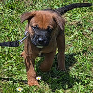Diego is registered to the contest to win money with this photo: animal, black, brown, cute, daisy, dog, ears, flower, fur, grass, leash, nature, outdoor, pet, playful, puppy, small, sunlight, walking, young