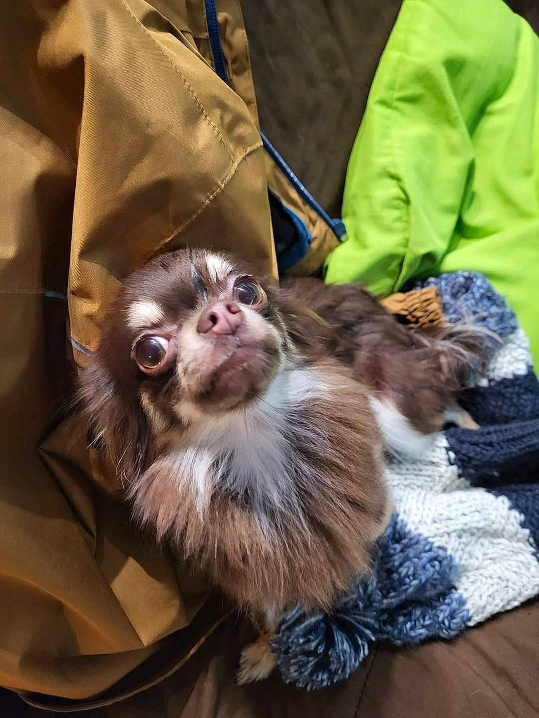 Choco participe au concours pour gagner de l'argent avec cette photo : canidae, carnivore, claw, companion_dog, dog_breed, fawn, felidae, fur, liver, macaque, primate, sporting_group, terrestrial_animal, tie, whiskers