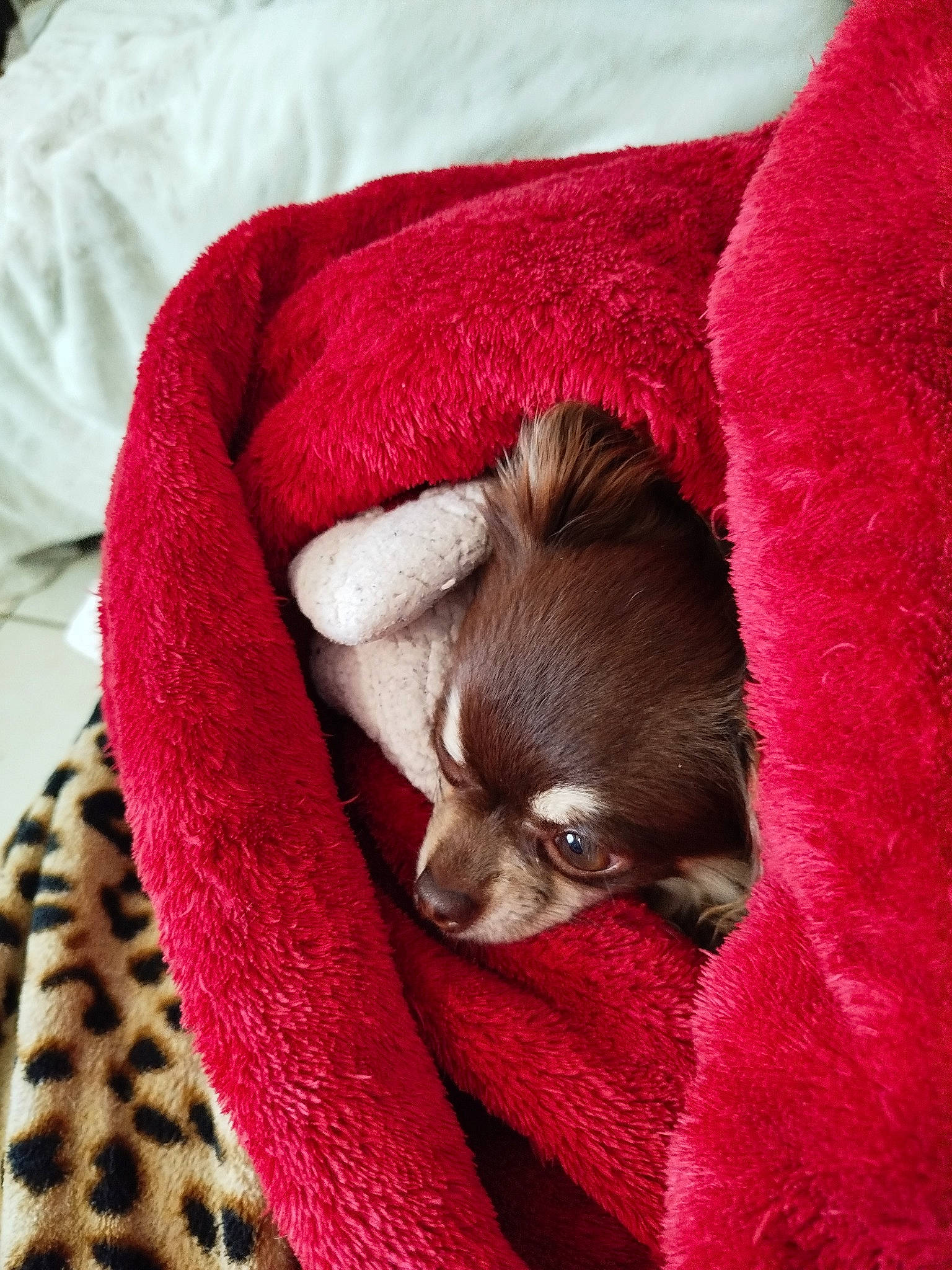 Choco participe au concours pour gagner de l'argent avec cette photo : canidae, carnivore, comfort, companion_dog, dog, dog_breed, dog_supply, fawn, felidae, fur, linens, liver, paw, small_to_medium_sized_cats, snout, sporting_group, tail, textile, toy_dog, whiskers