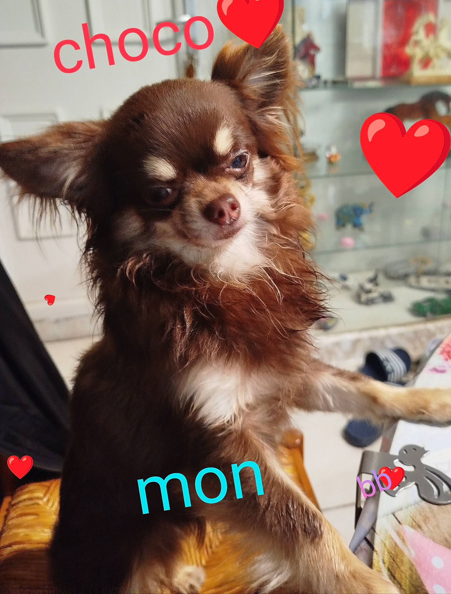 Choco participe au concours pour gagner de l'argent avec cette photo : canidae, carnivore, collar, companion_dog, corgi_chihuahua, dog, dog_breed, dog_supply, door, fawn, fur, liver, pet_supply, snapshot, snout, sporting_group, terrestrial_animal, toy_dog, whiskers, working_animal