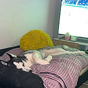 Vision a rejoint le concours — aidez-le/la à gagner de superbes lots ! dog, husky, sleeping, blanket, couch, pillow, television, living_room, floor, indoor, pet, cozy, resting, furniture, home, purple, yellow, black, relaxation, sports