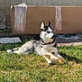Vision participe au concours pour gagner de l'argent avec cette photo : dog, husky, grass, outdoor, pet, animal, slipper, paw, fence, cardboard, sunlight, playful, collar, canine, resting, nature, daylight, domestic, fur, ears