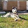 Vision a rejoint le concours — aidez-le/la à gagner de superbes lots ! dog, siberian_husky, grass, outdoor, pet, animal, paw, slipper, sunlight, collar, blue_eyes, fur, lying_down, background_blur, nature, domestic_animal, mammal, cute, playful, relaxed