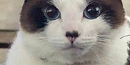Gwen joined the competition — help win amazing prizes! animal, blanket, blue_eyes, brown_fur, cat, close_up, cozy, cute, domestic_cat, ears, face, fur, indoor, looking, pet, portrait, resting, snug, whiskers, white_fur