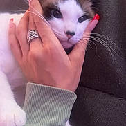 Gwen joined the competition — help win amazing prizes! cat, closeup, clothing, comfort, couch, cute, domestic_animal, face, feline, fur, hand, indoor, nail_polish, paw, person, pet, relaxation, ring, sleeve, whiskers
