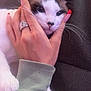 cat, closeup, clothing, comfort, couch, cute, domestic_animal, face, feline, fur, hand, indoor, nail_polish, paw, person, pet, relaxation, ring, sleeve, whiskers