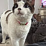 Gwen joined the competition — help win amazing prizes! animal_portrait, bed, blanket, blue_eyes, cat, close_up, collar, curious, domestic_animal, drape, ears, fur, furniture, household, indoor, living_room, pet, remote_control, whiskers, white_wall